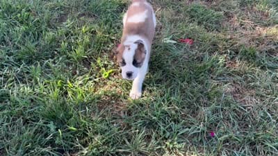 Zuma, a male Saint Bernard for sale in Greencastle, PA – 2 of 3