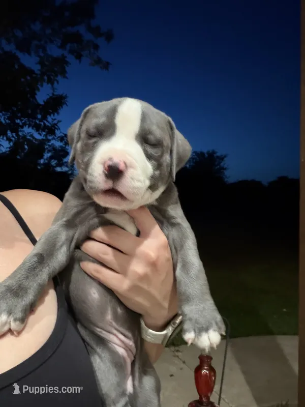 Dolly – American Pit Bull Terrier puppy for sale in Moody, TX