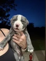 Dolly, a female American Pit Bull Terrier for sale in Moody, TX – 1 of 2