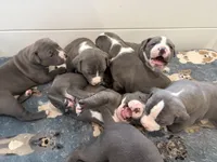 Bruno, a male American Pit Bull Terrier for sale in Moody, TX – 2 of 2
