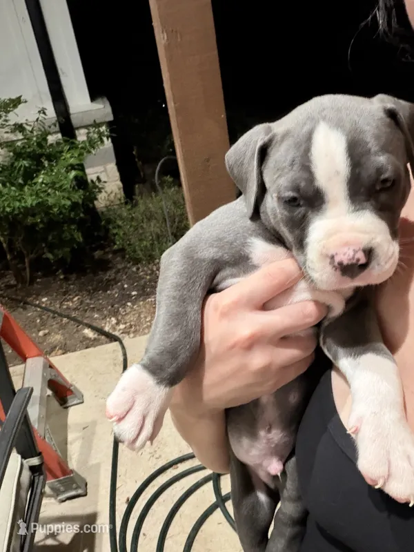 Tank  – American Pit Bull Terrier puppy for sale in Moody, TX