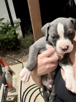 Tank , a male American Pit Bull Terrier for sale in Moody, TX – 1 of 2