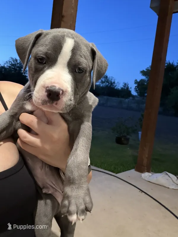 Max – American Pit Bull Terrier puppy for sale in Moody, TX