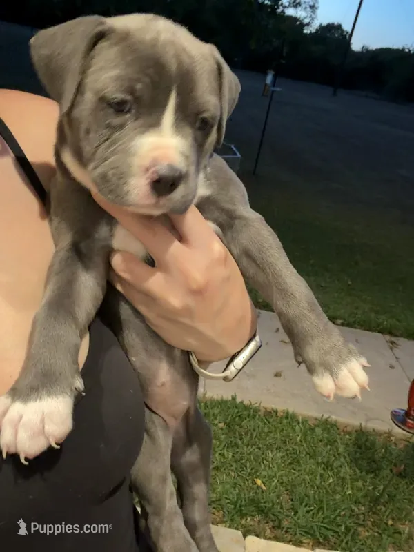 Lottie – American Pit Bull Terrier puppy for sale in Moody, TX
