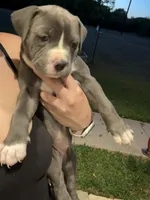 Lottie, a female American Pit Bull Terrier for sale in Moody, TX – 1 of 2
