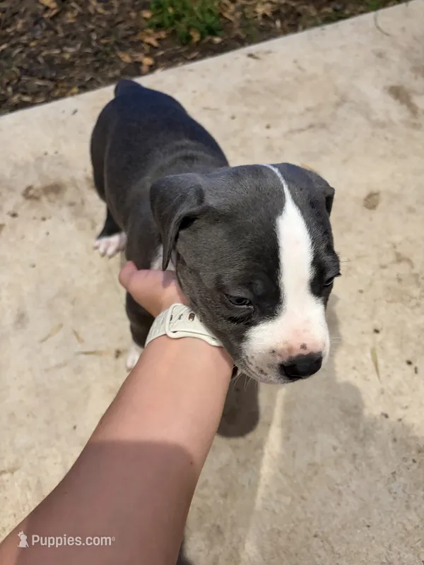 Bruno – American Pit Bull Terrier puppy for sale in Moody, TX