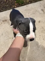 Bruno, a male American Pit Bull Terrier for sale in Moody, TX – 1 of 2