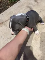 King, a male American Pit Bull Terrier for sale in Moody, TX – 1 of 2