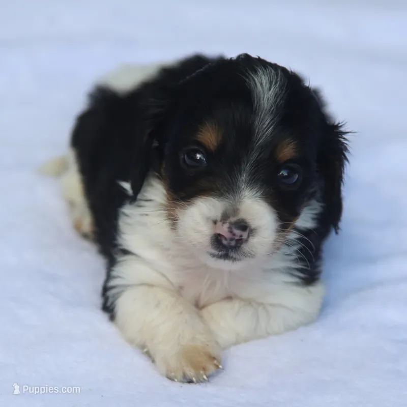 GabiPieF – Dachshund puppy for sale in Mabank, TX
