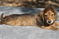 TillieRdBrdle1, a male Dachshund for sale in Mabank, TX – 4 of 4