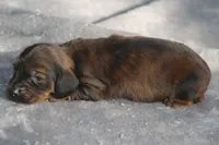 AnnieBrdleM1, a male Dachshund for sale in Mabank, TX – 3 of 4