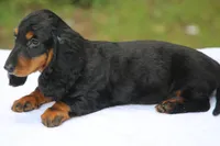 ValerieBlkTnF3, a female Dachshund for sale in Mabank, TX – Photo 3 of 4