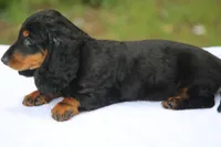 ValerieBlkTnF3, a female Dachshund for sale in Mabank, TX – Photo 2 of 4