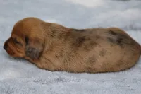VenusDpleM, a male Dachshund for sale in Mabank, TX – 2 of 4