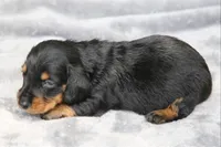 KaydaBlkTnM, a male Dachshund for sale in Mabank, TX – 2 of 4