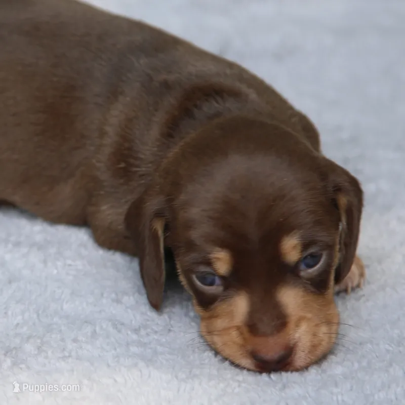WillowChtleM – Dachshund puppy for sale in Mabank, TX