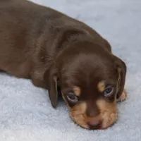 WillowChtleM, a male Dachshund for sale in Mabank, TX – 1 of 4