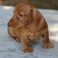 WillowRdChtleM, a male Dachshund for sale in Mabank, TX – 2 of 4
