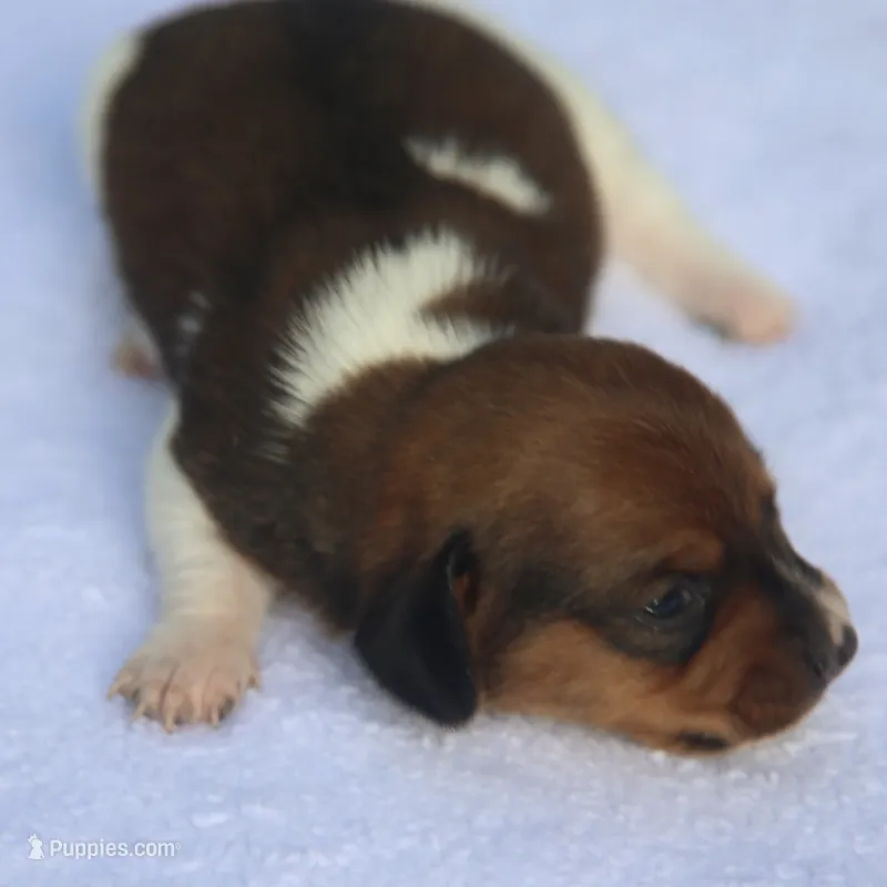 AveryPieF – Dachshund puppy for sale in Mabank, TX