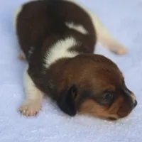 AveryPieF, a female Dachshund for sale in Mabank, TX – 1 of 4