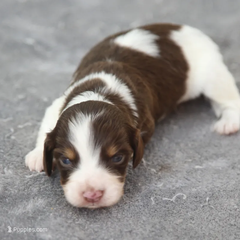 GabiChtleM – Dachshund puppy for sale in Mabank, TX