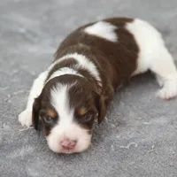 GabiChtleM, a male Dachshund for sale in Mabank, TX – 1 of 3