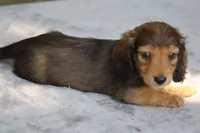 BunnieRdM, a male Dachshund for sale in Mabank, TX – 3 of 4