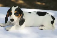 LaineyBlkF, a female Dachshund for sale in Mabank, TX – 2 of 4