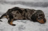 KaydaDpleM2, a male Dachshund for sale in Mabank, TX – 4 of 4