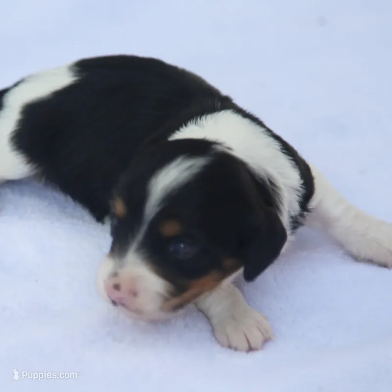 GabiPieF – Dachshund puppy for sale in Mabank, TX