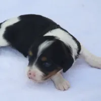 GabiPieF, a female Dachshund for sale in Mabank, TX – 1 of 3