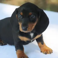 BrennaBlkTnF2, a female Dachshund for sale in Mabank, TX – 1 of 3