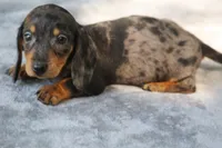 KaydaDpleM1, a male Dachshund for sale in Mabank, TX – 4 of 4