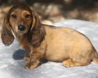 TillieRdBrdle2, a male Dachshund for sale in Mabank, TX – 2 of 4