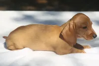 GemmaF, a female Dachshund for sale in Mabank, TX – 3 of 4