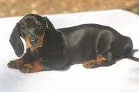 RollinsF, a female Dachshund for sale in Mabank, TX – 4 of 4