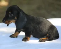 KaydaBlkTnF, a female Dachshund for sale in Mabank, TX – 3 of 5
