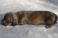 AnnieBrdleM1, a male Dachshund for sale in Mabank, TX – 2 of 4