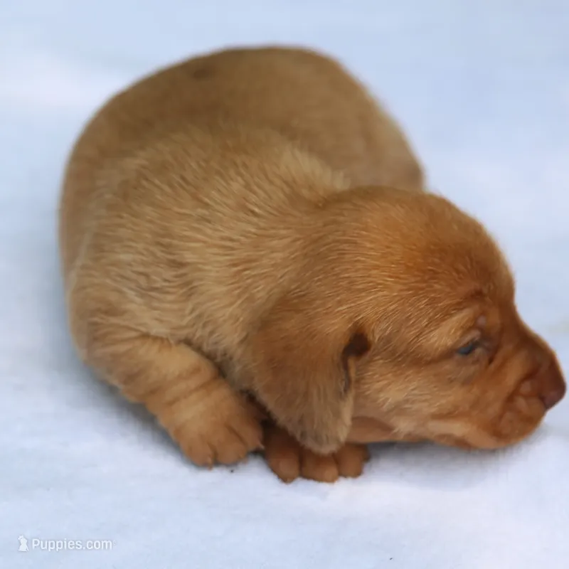VenusF – Dachshund puppy for sale in Mabank, TX