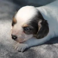 PheobeF , a female Dachshund for sale in Mabank, TX – Photo 1 of 4
