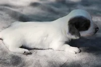 PheobeF , a female Dachshund for sale in Mabank, TX – Photo 4 of 4