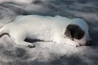 PheobeF , a female Dachshund for sale in Mabank, TX – Photo 3 of 4