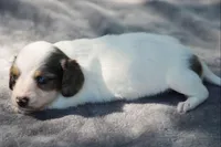 PheobeF , a female Dachshund for sale in Mabank, TX – Photo 2 of 4