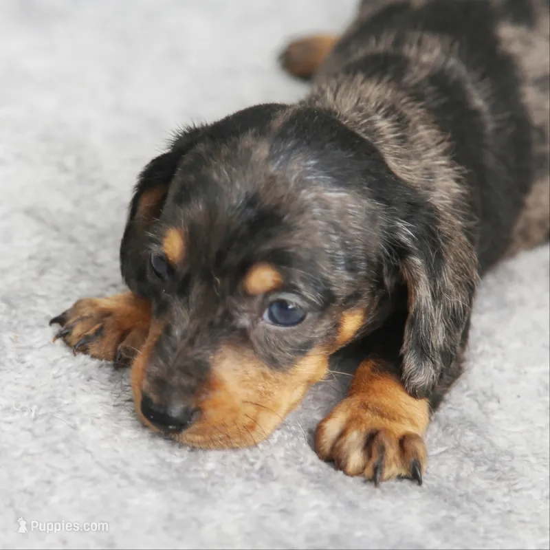 KaydaDpleM1 – Dachshund puppy for sale in Mabank, TX