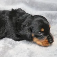 KaydaBlkTnM, a male Dachshund for sale in Mabank, TX – 1 of 4