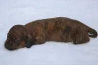 AnnieBrdleF2, a female Dachshund for sale in Mabank, TX – 3 of 3
