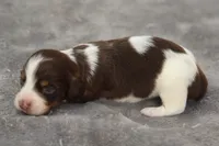 GabiChtleM, a male Dachshund for sale in Mabank, TX – 3 of 3