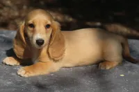 TillieRd, a male Dachshund for sale in Mabank, TX – 4 of 4