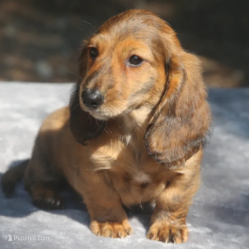 TillieRdBrdle2 – Dachshund puppy for sale in Mabank, TX