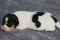 PennyBoy, a male Dachshund for sale in Mabank, TX – 3 of 4